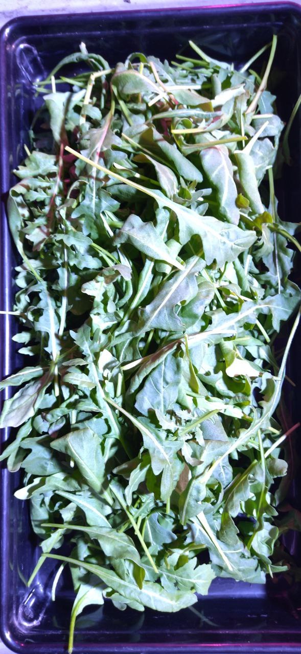 arugula